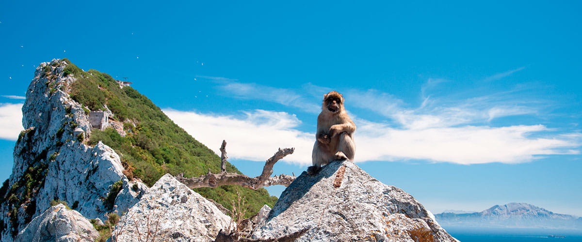  Gibraltar mountains and monkey